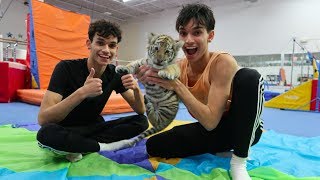 GYMNASTICS WITH A TIGER [upl. by Cooper]