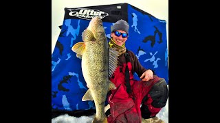 Giant 13lb Walleye caught Ice Fishing Chaumont Bay NY [upl. by Dyann730]