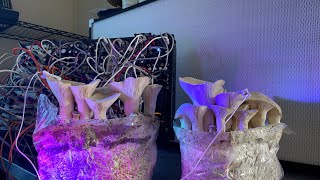 Two Blocks Of King Oyster Mushrooms Talking For The First Time [upl. by Elnar]