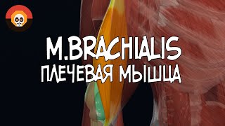 Плечевая мышца m brachialis 3D Анатомия [upl. by Vale598]