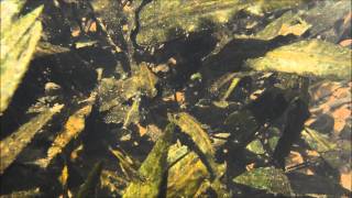 Cryptocoryne pygmaea in Palawan Island DIscoveryPlanet [upl. by Gassman]