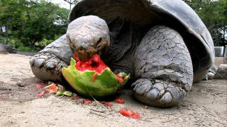 Galapagos Tortoise Cant Get Enough Watermelon [upl. by Slerahc]