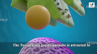 Toxoplasmosis  Toxoplasma gondii  Structure Life cycle Symptoms Treatment  NEET Biology in 3D [upl. by Herson]