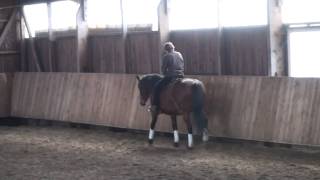 Pferdegerechtes Dressurreiten  Soft Dressage riding [upl. by Amorette]