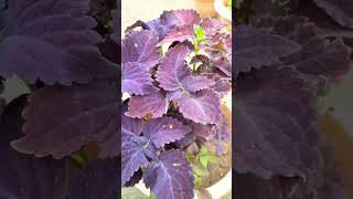 Coleus plant careforyou viralvideo likesharesubscribe youtubeshorts terracegardengardening [upl. by Eidnar]