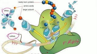 Darmowe Korepetycje z Biologii Genetyka  podstawy molekularne Mitoza i mejoza [upl. by Lauren643]