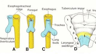 Embryology of the respiratory system song [upl. by Eenel]