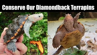 Conserve Our Diamondback Terrapins [upl. by Aliuqet]