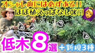 【低木8選】オシャレなお庭には必ずある！！手間要らずな低木をご紹介😊 樹高が低いので剪定も簡単で自分で出来る✨ 和洋の庭‼️紅葉が美しすぎる‼️花も実も‼️カラーリーフ‼️【ガーデニング】 [upl. by Syxela358]