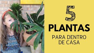 5 plantas para dentro de casa FILODENDRO MAYOI ASPIDISTRA DRACENA COMPACTA DRACENA BABY LYRATA [upl. by Harias110]