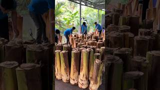 MustTry Coconut Tree  Coconut Tree Cutting Skills [upl. by Scoville770]