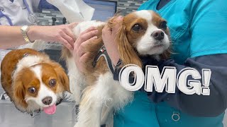 OMG WHAT IS THE VET DOING  Veterinarian Visit Vlog [upl. by Noryk433]