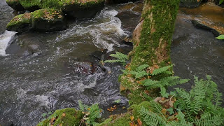 Rivières vivantes de normandie [upl. by Rhianna]