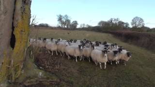 Grafton Hunt terrorising sheep 1412017 [upl. by Gussie]