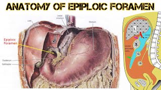 Epiploic foramen brdmedicalcollege mbbs trending anatomy viral abdomen youtubevideos [upl. by Elbas]