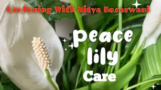 Peace Lily Plant Care How To Get More Flowers On Peace Lily Plant peacelily gardening [upl. by Rebmetpes]