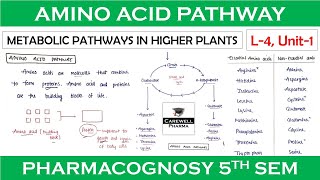 Amino acid pathway  L4 Unit1  Metabolic Pathways  pharmacognosy 5th sem [upl. by Tabbitha]