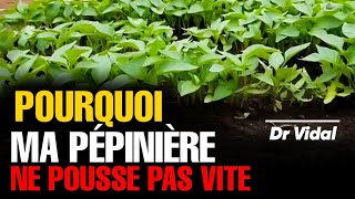 Pourquoi cette pépinière de poivron 🌱prend 8 semaines au lieu de 5 semaines [upl. by Luapnaej]