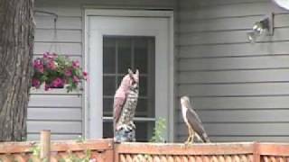 Coopers Hawk attacks Owl [upl. by Kelcie569]