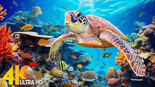 Under Red Sea 4K  Beautiful Coral Reef Fish in Aquarium Sea Animals for Relaxation  4K Video 7 [upl. by Antipus]