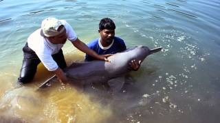 Ganges River Dolphin [upl. by Ernaline253]