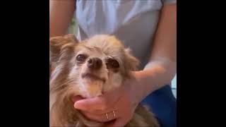 shampooing yeux chat et chien par groom attitude [upl. by Apur16]