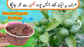 Best Organic Fertilizer For Lemon Plant 🍋 Make Powerfully Natural Fertilizer At Home [upl. by Aric]