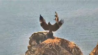 West End  EAGLETS BATTLE ON HISTORIC NEST CHASE AKECHETA FOR FISH KOA FLIES W STICK 😊 62424 [upl. by Semadar]