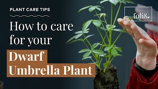 Dwarf Umbrella Plant Care Tips 🌿 Schefflera arboricola [upl. by Haliek]