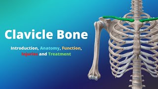 Clavicle Bone Introduction Anatomy Function Injuries and Treatment [upl. by Quartana]