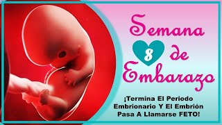 ❤️ SEMANA 8 DE EMBARAZO🤰 ❤️ ⏩ EMBARAZO SEMANA A SEMANA ⏩ Desarrollo y Evolucion del Bebe 👶🏻 [upl. by Reitrac972]