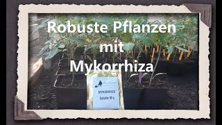 Robuste Pflanzen mit Mykorrhiza [upl. by Amalie697]