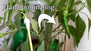 How to pollinate peppers by hand amp get Huge pepper Yields [upl. by Rhianon938]