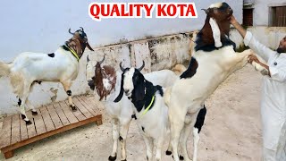 Quality Kota Goat’s Adhant At MD Goat Farm [upl. by Noiraa]