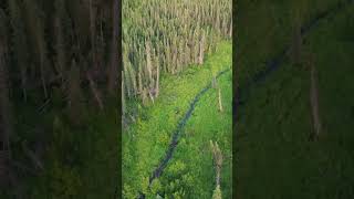 Kenai AK Moose foraging [upl. by Nimajneb882]