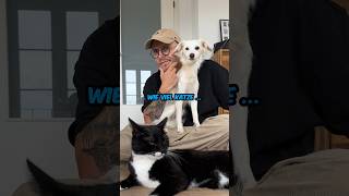 Wie viel KATZE steckt in meinem HUND hund vlog wuffzessin katze [upl. by Anileve]