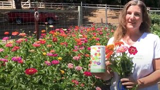 How to Harvest Zinnia Seeds When to harvest Zinnia seeds collecting and drying Zinnia seeds [upl. by Lerrud386]