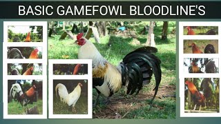 GAME FOWL BLOODLINES Origin amp Characteristics [upl. by Eahsal229]