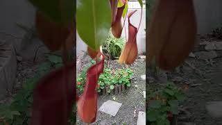 Animal Eating Plant  Pitcher Plant मासु खाने फुल gardening carnivorousplants [upl. by Felipa443]