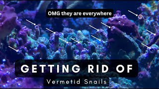 Vermetid Snails in your Reef tank Lets get rid of them together [upl. by Fellows105]