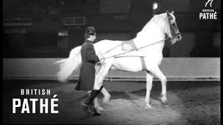 Spanish Riding School At Wembley 1969 [upl. by Anaidni]