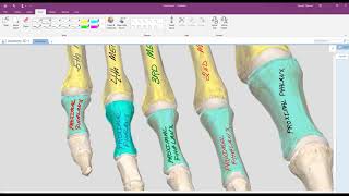 Foot Bone Anatomy Colored in OneNote [upl. by Wivina]