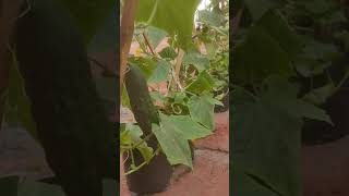 Planta de pepino  cucumber plant 24 garden plantas plants grow cultivoencasa crecer [upl. by Nivlam]