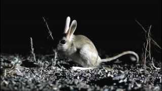 Jerboa in the Gobi Desert Mongolia [upl. by Akvir770]