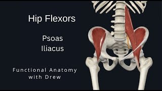 Psoas and iliacus  Functional Anatomy [upl. by Bilicki313]