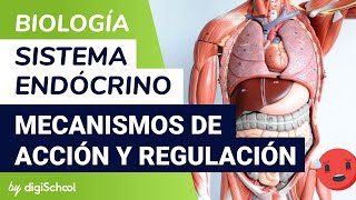 Sistema endocrino  Mecanismos de acción y regulación hormonal  Biología  digiSchool [upl. by Torras885]