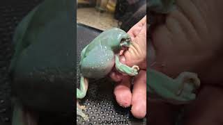 Green Tree Frog eating a Superworm [upl. by Herv]