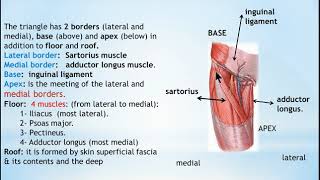 3 boundaries of the femoral triangle [upl. by Autrey]