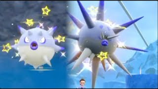 Full Odds Qwilfish dHisui Chromatique  Shiny Hisuian Qwilfish  3004th encounters  Qwilpik [upl. by Eneroc]