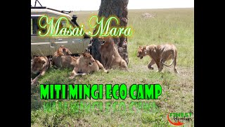 MITI MINGI ECO CAMP  MASAI MARA [upl. by Ikkela]